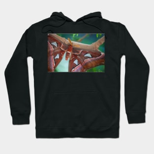 Atlas Moth Hoodie